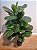 Planta Artificial A.Ficus Lyrata Real Toque X42 (1m) - Imagem 5