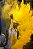Holi Colors 100g Amarelo Ouro - Imagem 2