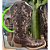 Bota Texana Gold Franca Boots - Imagem 2