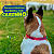 Coleira Personalizada para Cachorro com Nome e Telefone Bordados - Segurança e Estilo para seu PET - Imagem 6