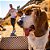 Óculos De Sol Goodr Modelo Bosley's Basset Hound Dreams - Imagem 4