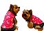 Capinha Ultrasoft Velcro Cachorro Letrinhas Gaby Moda Pet - Imagem 1