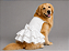 Vestido Pet Personalizada Daminha Noiva Gaby Moda Pet - Golden Retrivier - Imagem 1