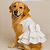 Vestido Pet Personalizada Daminha  Gaby Moda Pet - Golden Retrivier - Imagem 2
