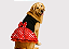 Vestido Fantasia Pet Minie Gaby Moda Pet Golden Retrivier - Imagem 1