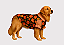 Camisa Pet Alfaiataria Floral Premium Gaby Moda Pet Golden Retrivier - Imagem 1