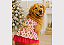 Vestido Pet para Cachorro Natal Noel Rosa Golden Retrivier Gaby Moda Pet - Imagem 1
