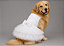 Vestido Pet Personalizada Daminha Noiva Boutique Gaby Moda Pet - Golden Retrivier - Imagem 1