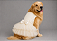 Vestido Pet Porte Grande Festa Casamento Personalizada Daminha Noiva Off White Boutique Gaby Moda Pet - Golden Retrivier - Imagem 1