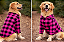 Camisa Pet Xadrez Rosa Manga Longa Gaby Moda Pet Golden Retrivier - Imagem 2