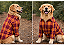 Camisa Pet Xadrez Marrom Manga Longa Gaby Moda Pet Golden Retrivier - Imagem 2