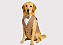 Terno para Cachorro Casamento – Roupa Pet Social para Pajem Bege Escuro Porte Grande - Imagem 1