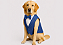 Terno para Cachorro Azul Casamento – Roupa Pet Social para Pajem Porte Grande - Imagem 1
