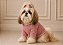 Roupa de Inverno para Cachorro Tricõ | Casaco Pet | Luxo Rose Portes Pequenos - Imagem 2