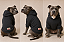 Blusa de Frio para Cachorro Moletom para Pitbull e American Bully com Capuz Cinza| Moletom Cinza - Imagem 2