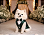 Terno Social Smoking Pet Verde Esmeralda Premium em Tecido Prada | Alta Costura para Cães de Pequeno Porte - Imagem 2