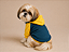 Blusa de Frio para Cachorro Pequeno com Capuz Moletom Colorido Azul Pet com Capuz em Moletom| Conforto para Cães - Imagem 1