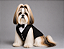 Terno Preto para Cachorro em Tecido Prada Acetinado com Guia – Linha Premium - Imagem 1