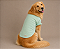 Camiseta TShirt Pet Algodão Verde Premium Gaby Moda Pet Golden Retrivier - Imagem 1