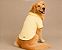 Camiseta Polo Pet Algodão Amarelo Premium Gaby Moda Pet Golden Retrivier - Imagem 2