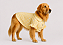 Camisa de Alfaiataria Pet Poa Amarela Premium em Ticoline 100% Algodão para Cães de Porte Grande e Gigante Golden Retrivier - Imagem 1