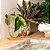 Vaso Decorativo com Base Madeira - Imagem 3