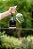 Vinho Torcello Pinot Noir Tinto - Imagem 3