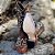 Bota Texas Indian Cowhide Havana - Imagem 4