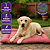 Colchonete Gigante 70x90 Com Zíper para Cachorro ou Gato Caminha Pet Grande - Imagem 2