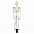 Esqueleto Humano 85cm c/ Suporte - Imagem 1