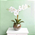 Aquario De Vidro Redondo Grande 15x19cm 402 Crystalis - Imagem 3