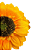 Flores De Girassol Grande Artificiais Com 100 Unidades FL-553 - Imagem 2