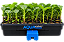 AutoPot Easy2Propagate com AQUAvalve – Kit de Propagação - Imagem 4