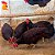 Rhode Island Red - Ovos Galados (dúzia) - Imagem 3