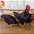Rhode Island Red - Ovos Galados (dúzia) - Imagem 1