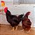 Rhode Island Red - Ovo Galado (unidade) - Imagem 2