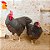 Plymouth Rock Barrado - Ovo Galado (unidade) - Imagem 1