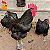 Ovo Gigante Negro de Jersey - Unidade - Imagem 3