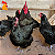 Ovo Gigante Negro de Jersey - Unidade - Imagem 2