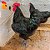 Gigante Negro de Jersey - Ovo Galado (unidade) - Imagem 2