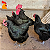 Ovos Gigante Negro de Jersey - Dúzia - Imagem 2