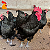 Ovos Gigante Negro de Jersey - Dúzia - Imagem 1