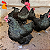 Ovos Gigante Negro de Jersey - Dúzia - Imagem 3