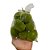 PASCOA ENFEITE OVO C/8 UND (VERDE) 6cm - Imagem 2