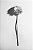 Gerbera - Imagem 2