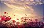 Cosmos do Campo - Imagem 2