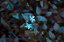 Plumeria Azul - Imagem 2