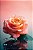 Rosa Salmon - Imagem 2