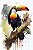 Tucano - Imagem 2