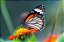 Borboleta na Flor - Imagem 2